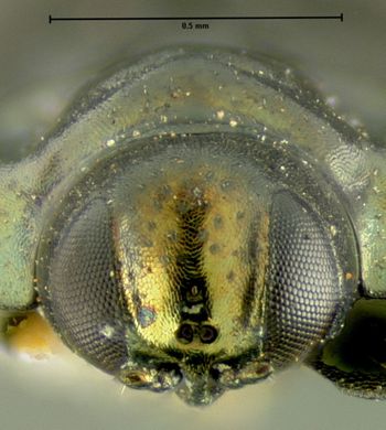 Media type: image;   Entomology 17233 Aspect: head frontal view
